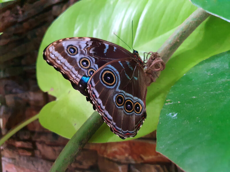 Butterfly-01