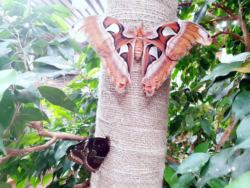 Butterfly-02