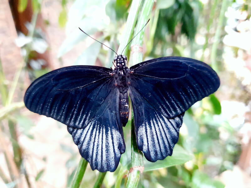 Butterfly-03