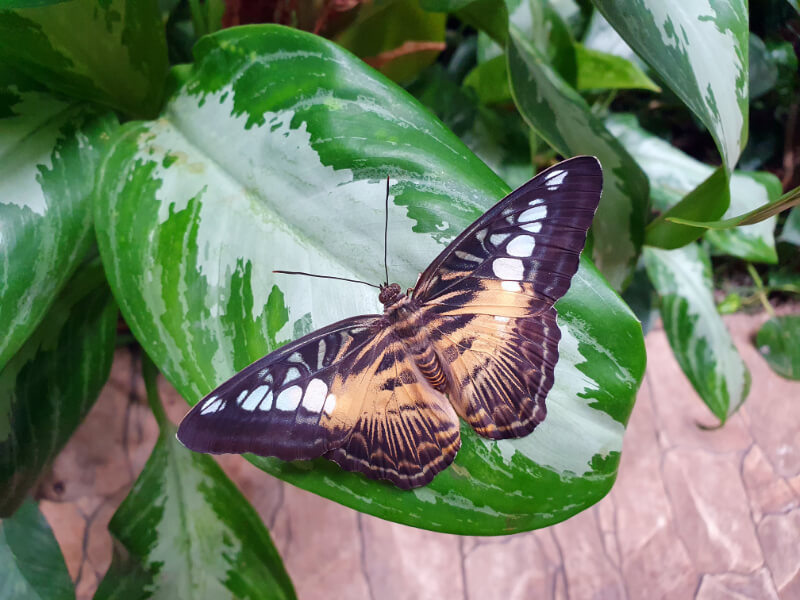 Butterfly-04
