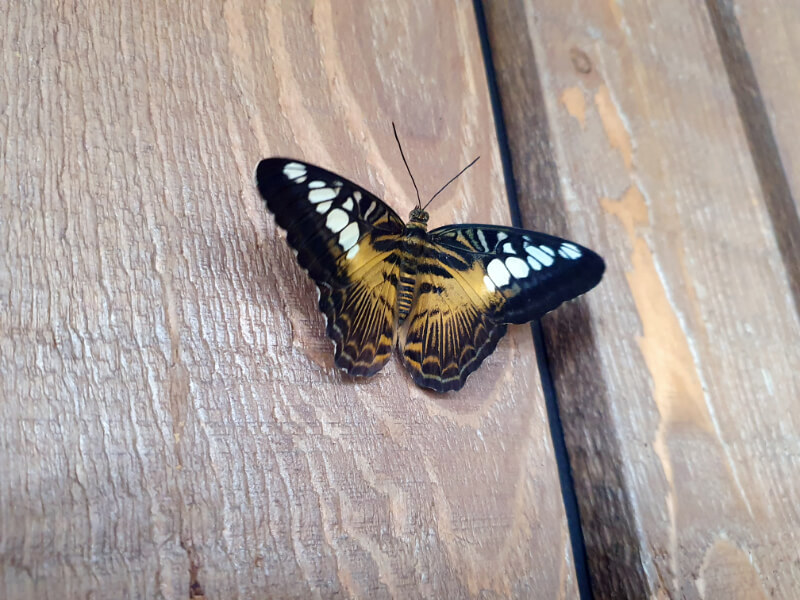 Butterfly-05