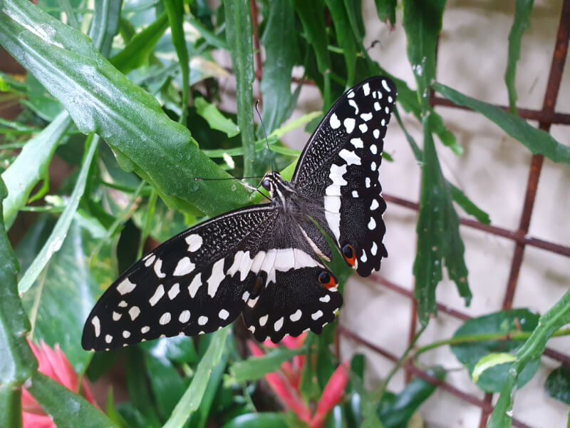 Butterfly-06