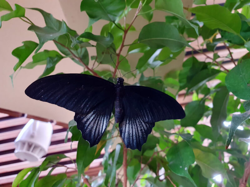 Butterfly-07
