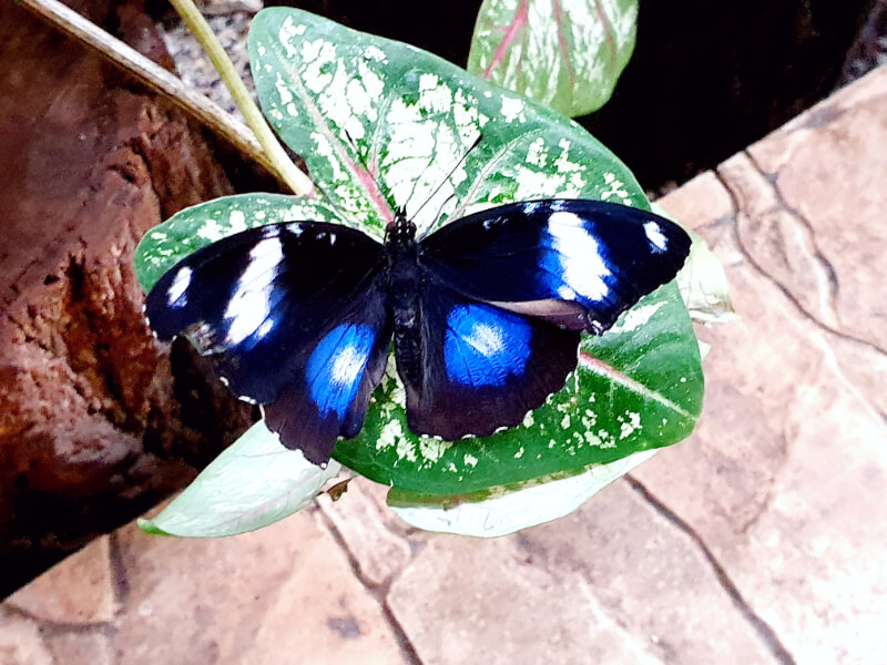 Butterfly-08