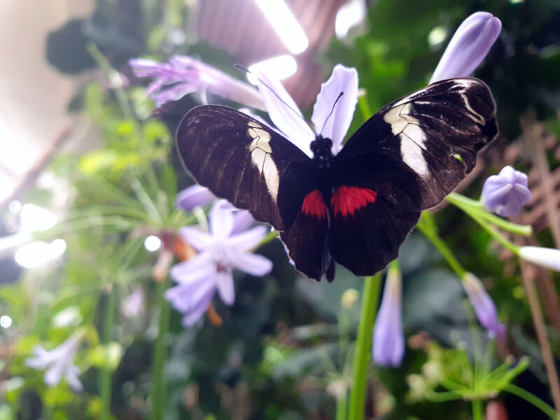 Butterfly-09