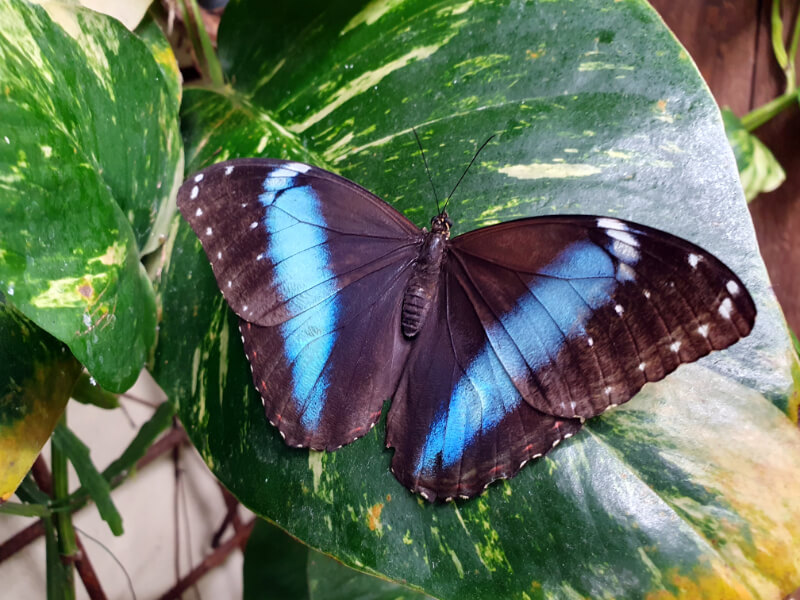Butterfly-10