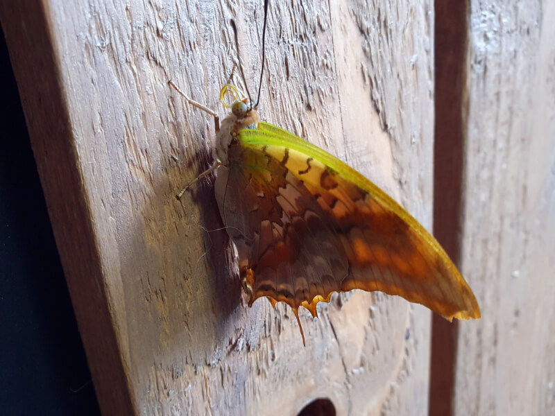 Butterfly-11