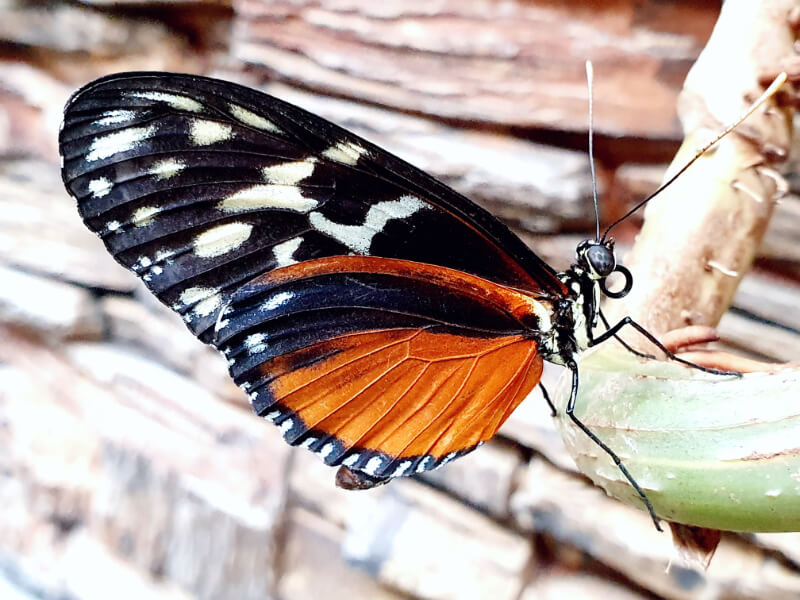 Butterfly-12