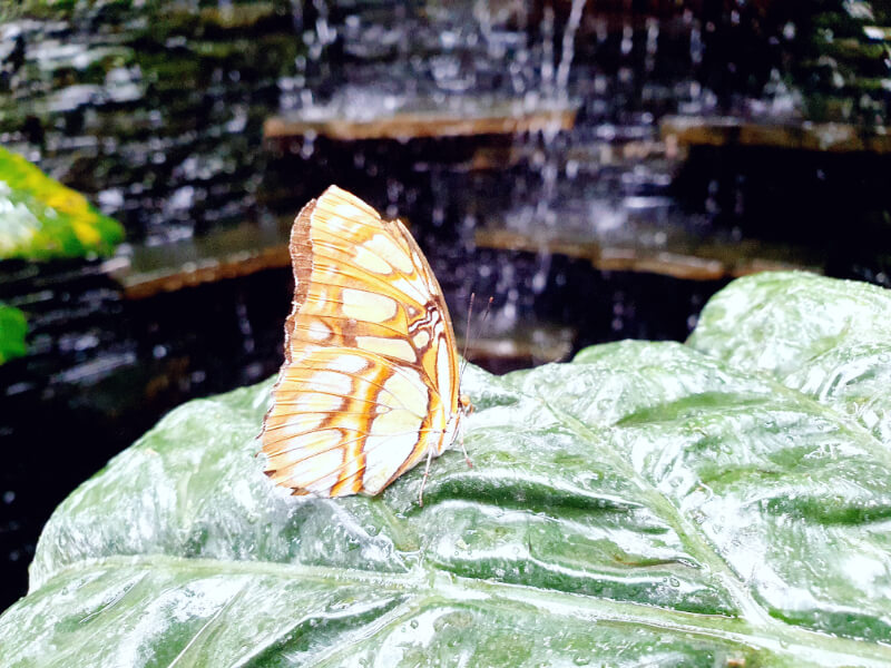 Butterfly-13