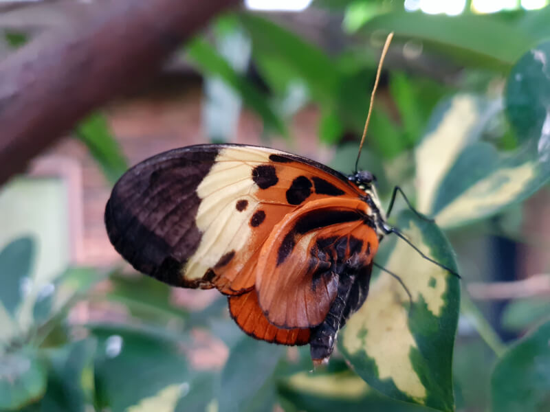 Butterfly-14