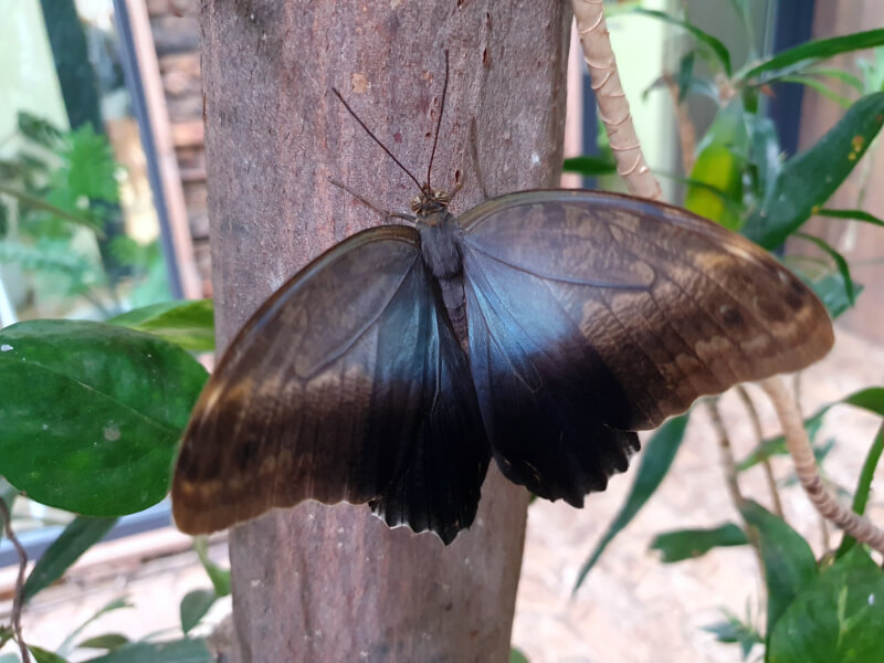 Butterfly-15