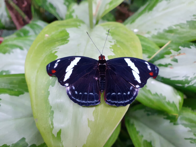Butterfly-16