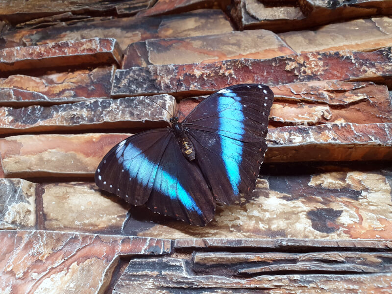 Butterfly-17