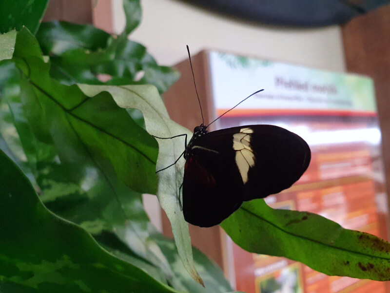 Butterfly-18
