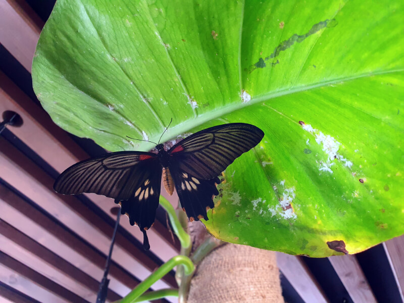 Butterfly-19