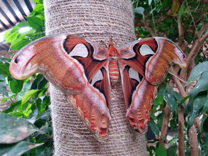 Butterfly-20