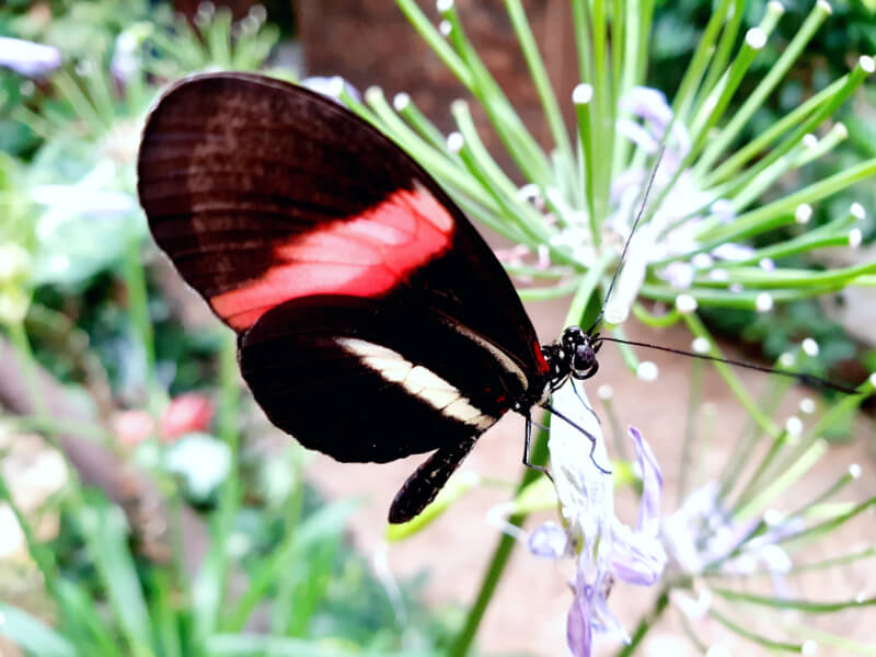 Butterfly-21