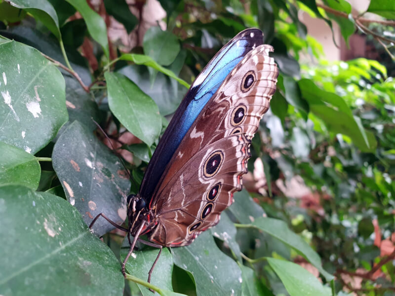 Butterfly-22