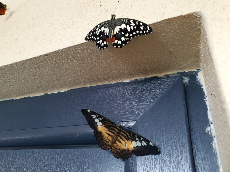 Butterfly-23