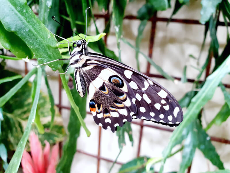 Butterfly-24