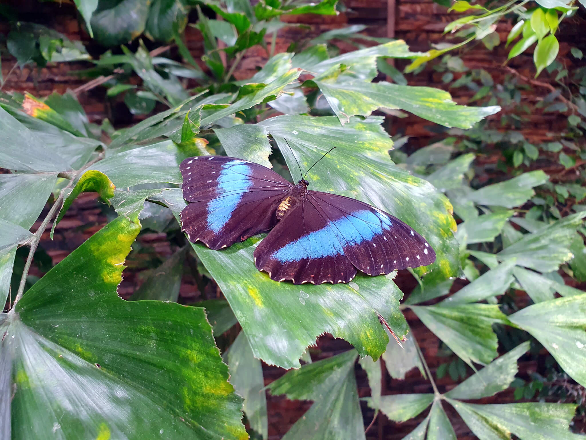 Papilonia, A Caribbean Jungle
