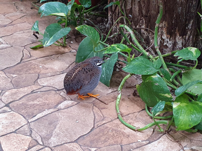 Papilonia Quail