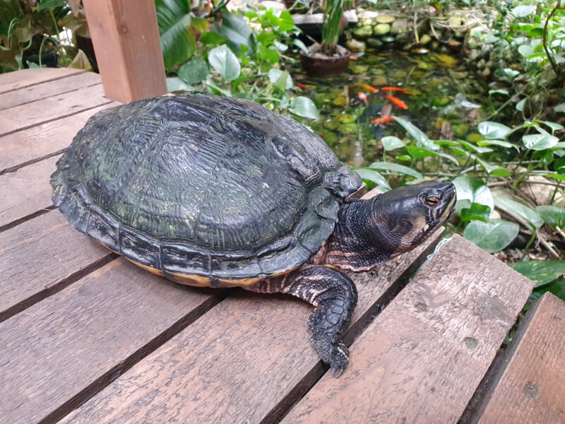 Papilonia Turtle