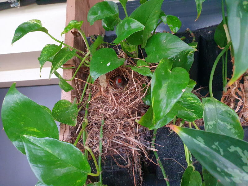 Papilonia Bird