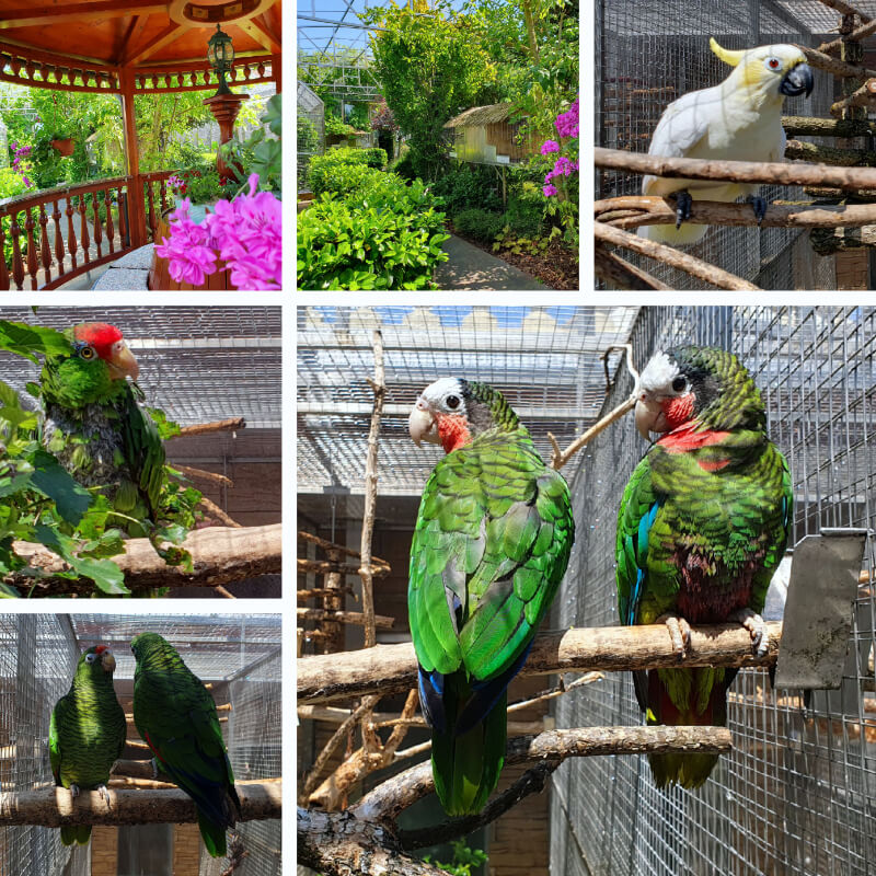 Parrot Zoo 2