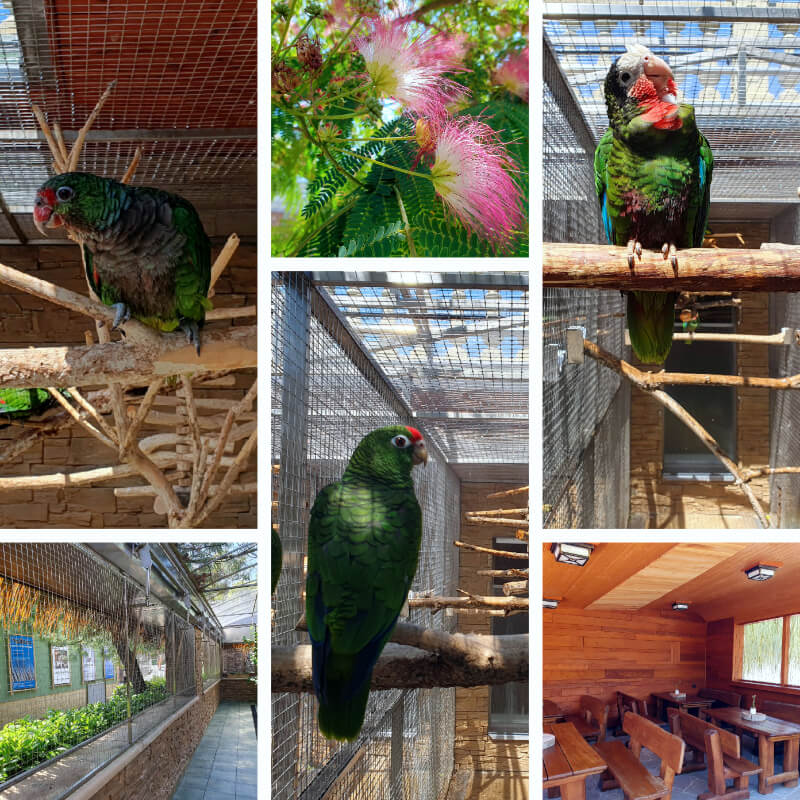 Parrot Zoo 3