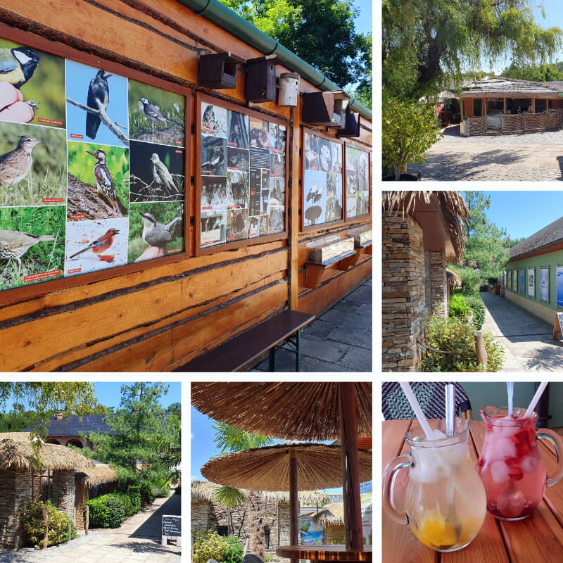 Parrot Zoo 4