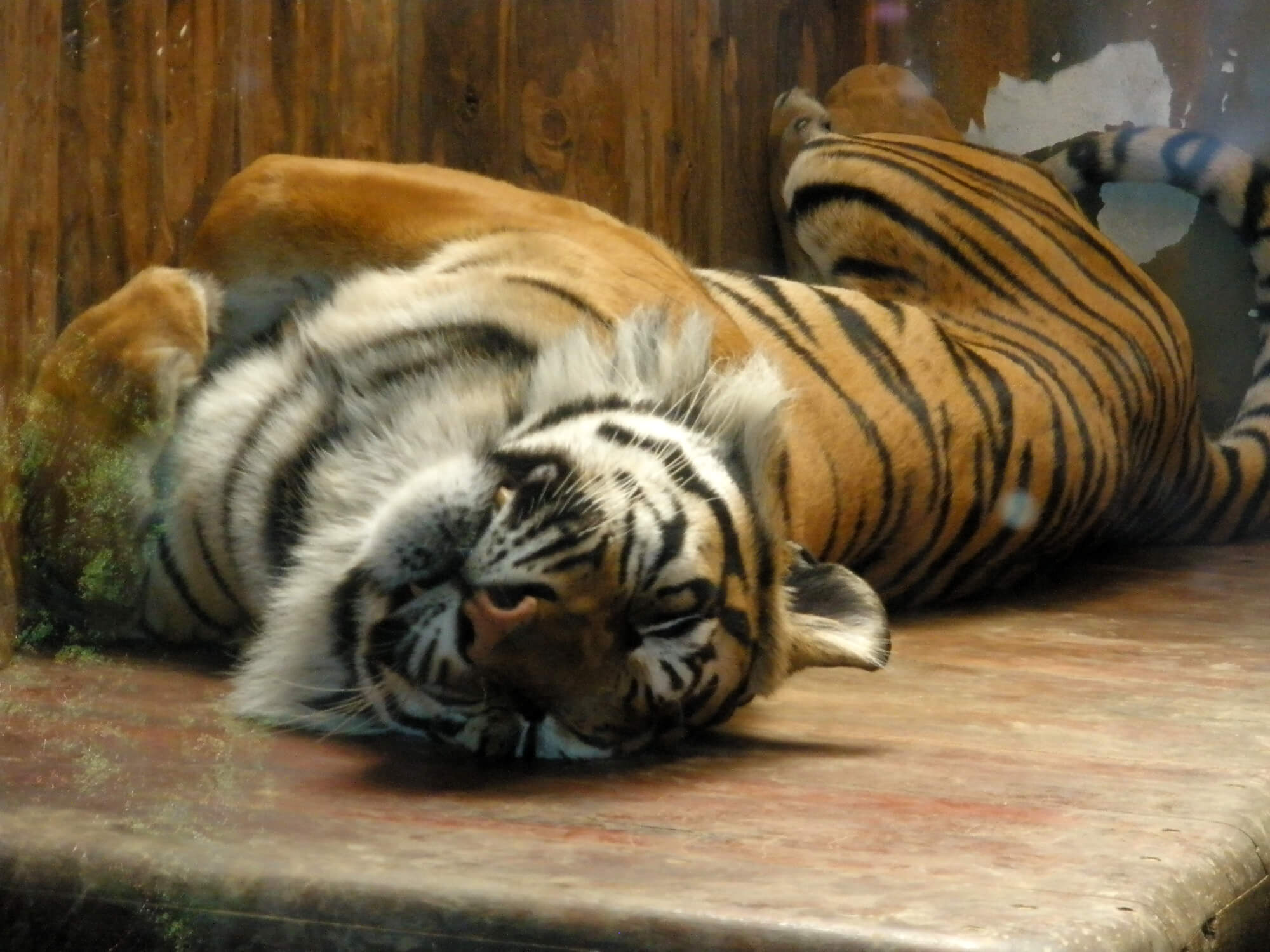 Zoological garden