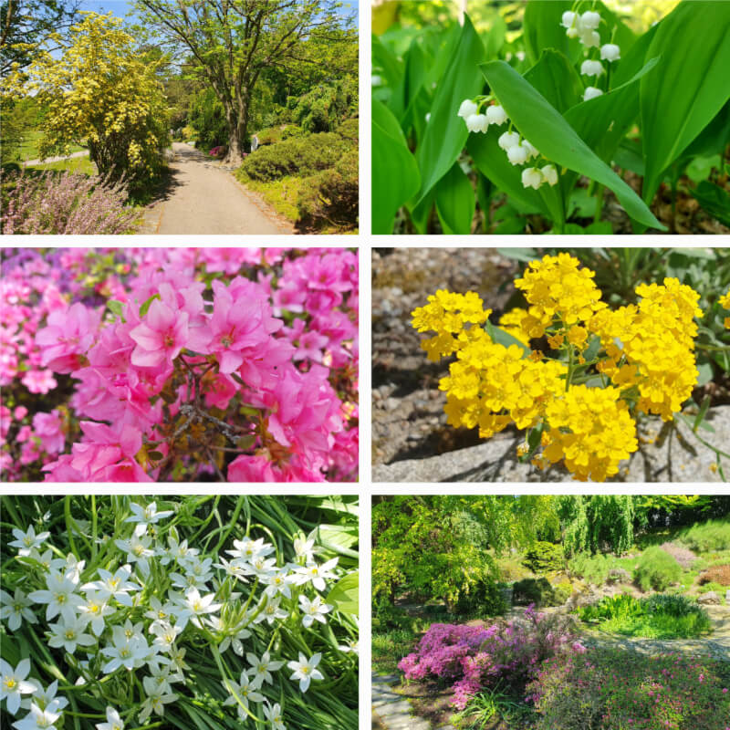 Mendel Arboretum