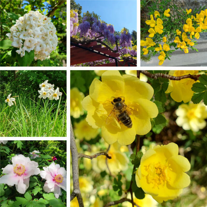 Mendel Arboretum