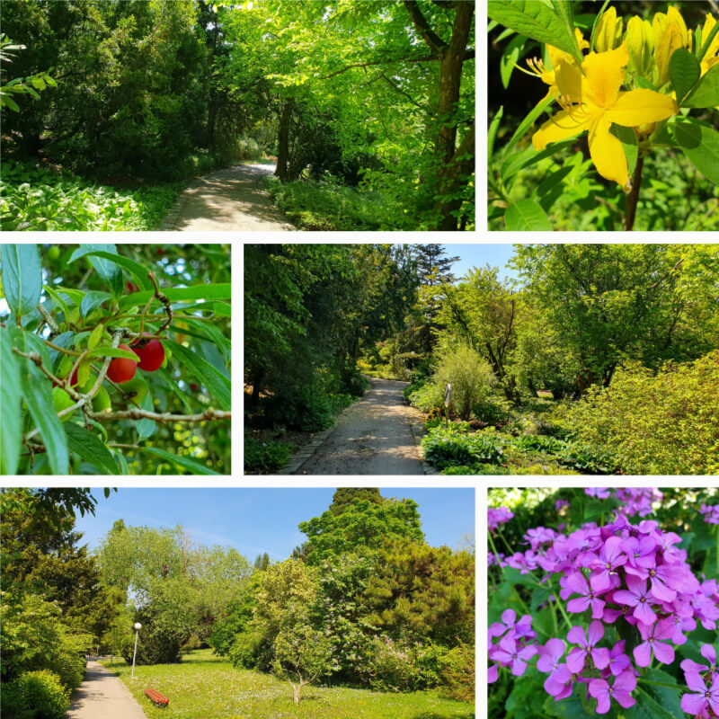 Mendel Arboretum