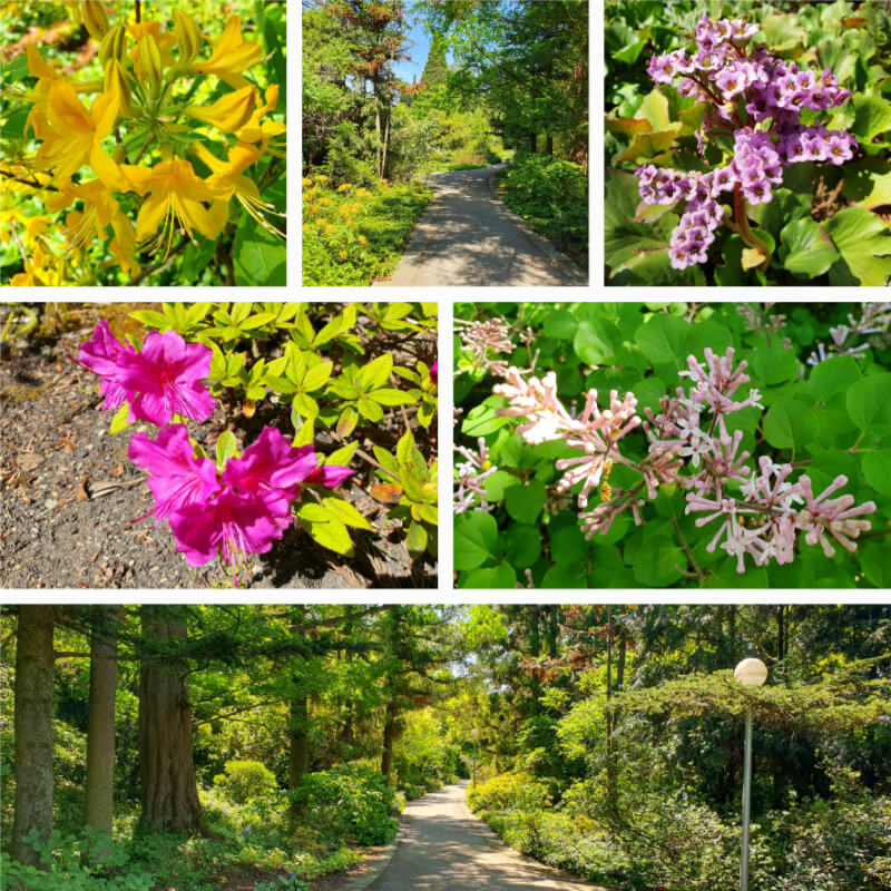 Mendel Arboretum