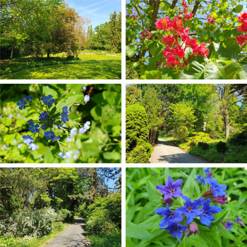 Mendel Arboretum