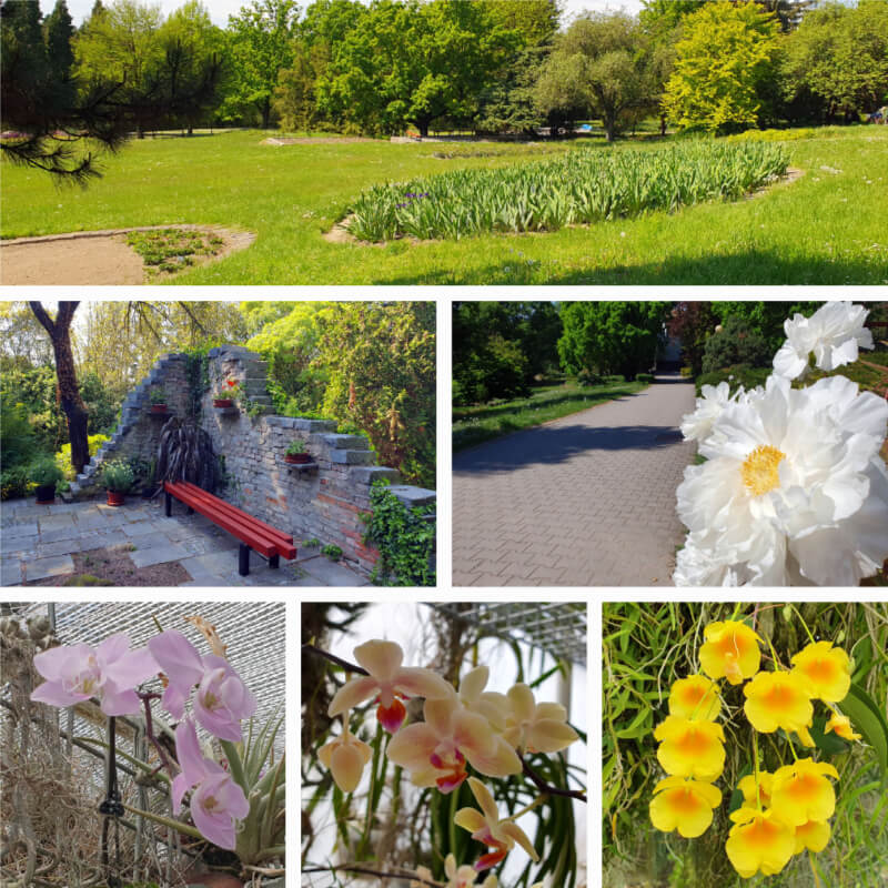 Mendel Arboretum