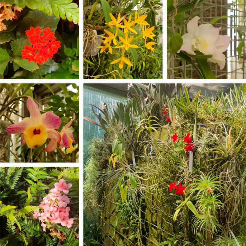 Mendel Arboretum