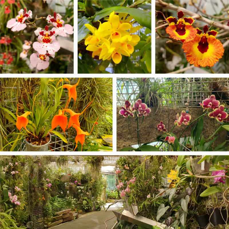Mendel Arboretum