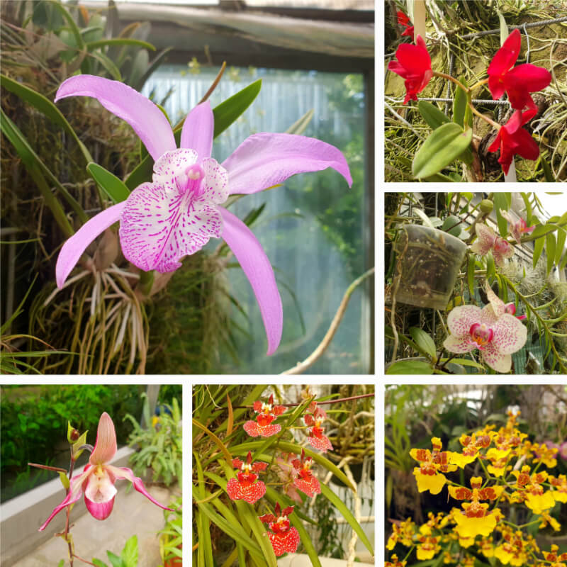 Mendel Arboretum