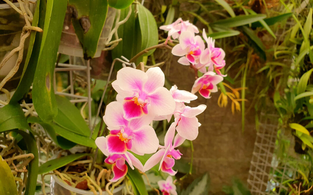 Mendel Botanical Garden and Arboretum