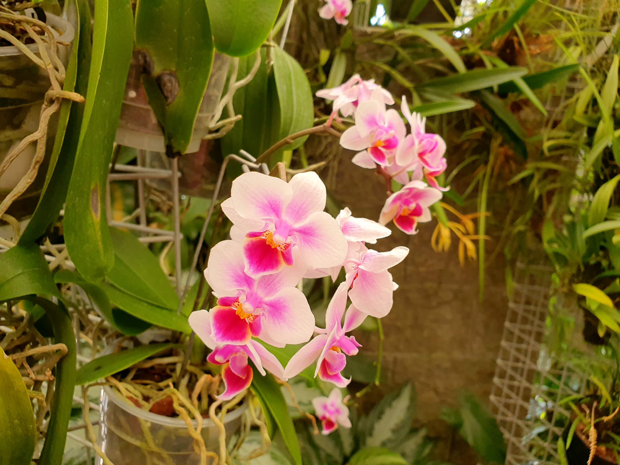 Mendel Botanical Garden and Arboretum