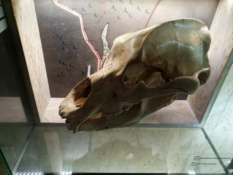 Cave Bear