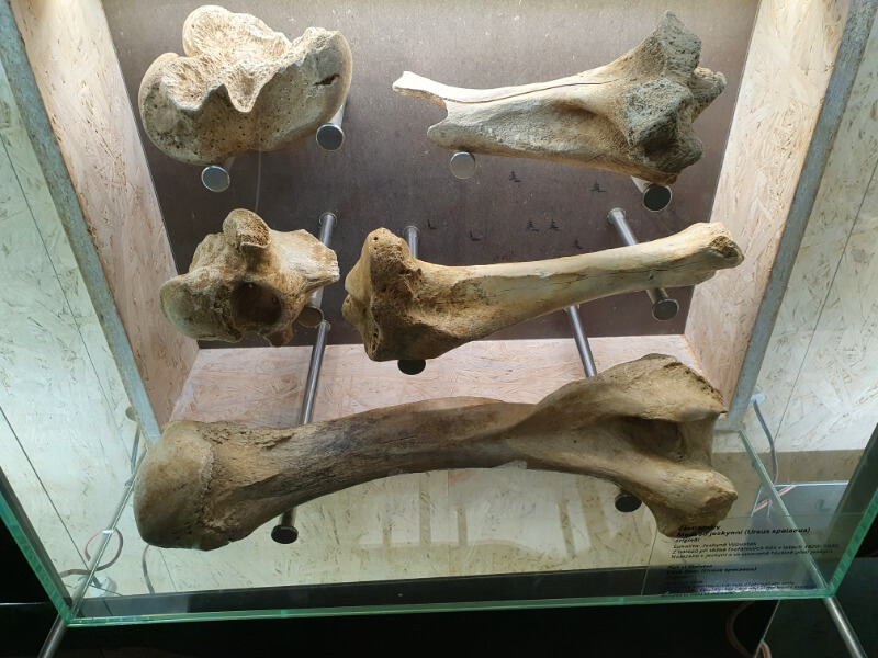 Cave Bear