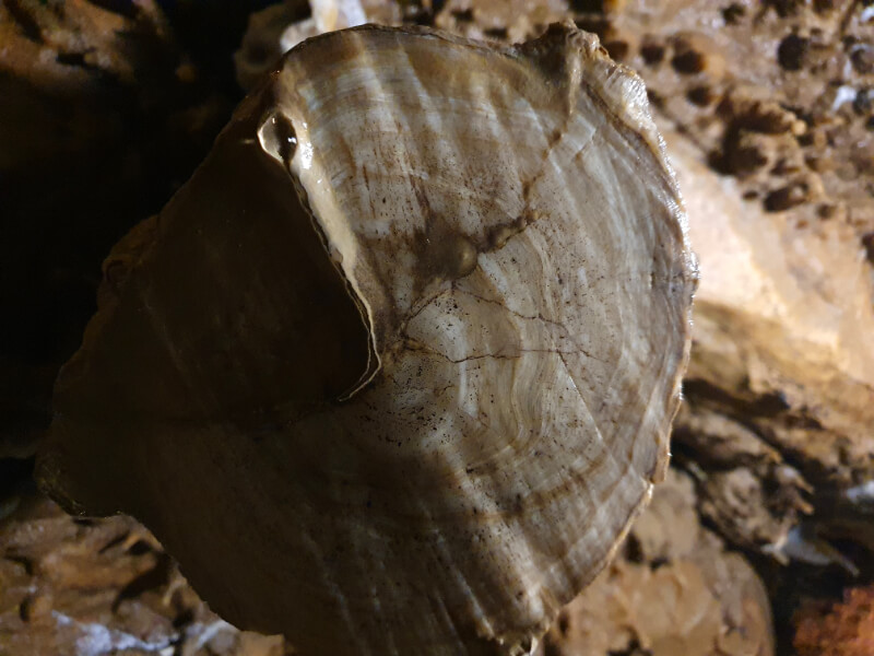Sloup-Sosuvka Cave