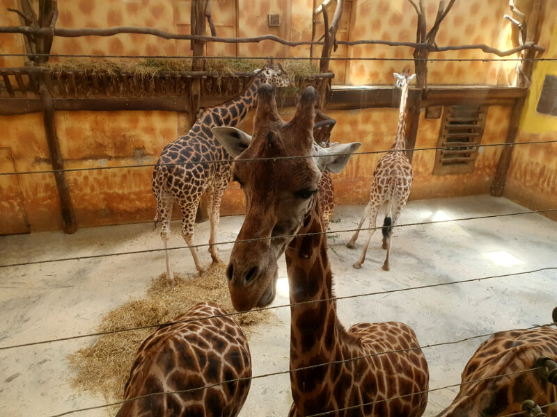 Olomouc Zoo