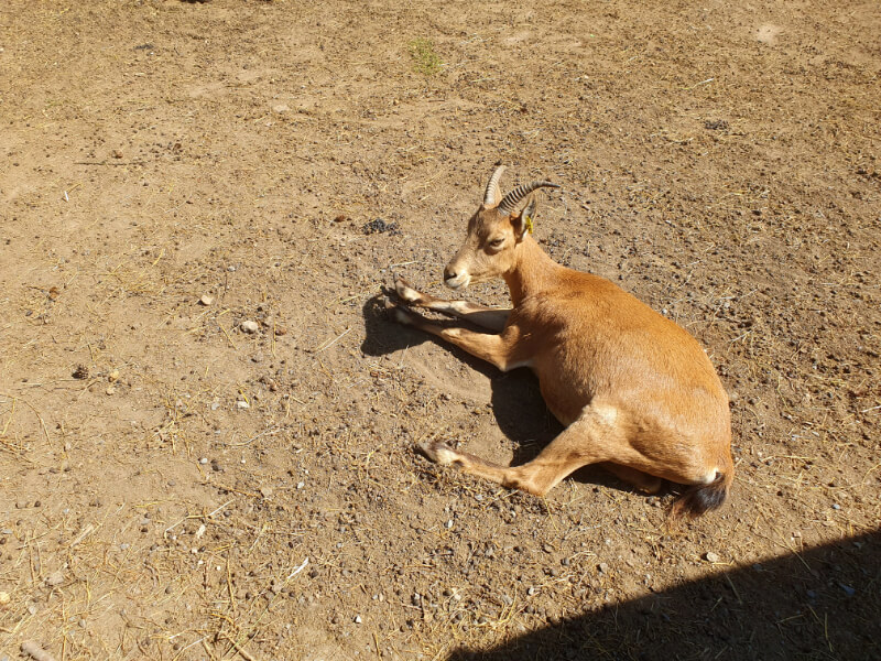 Olomouc Zoo
