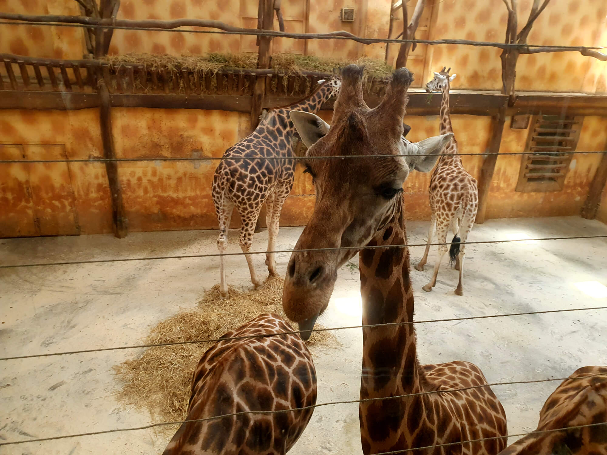 Olomouc Zoo