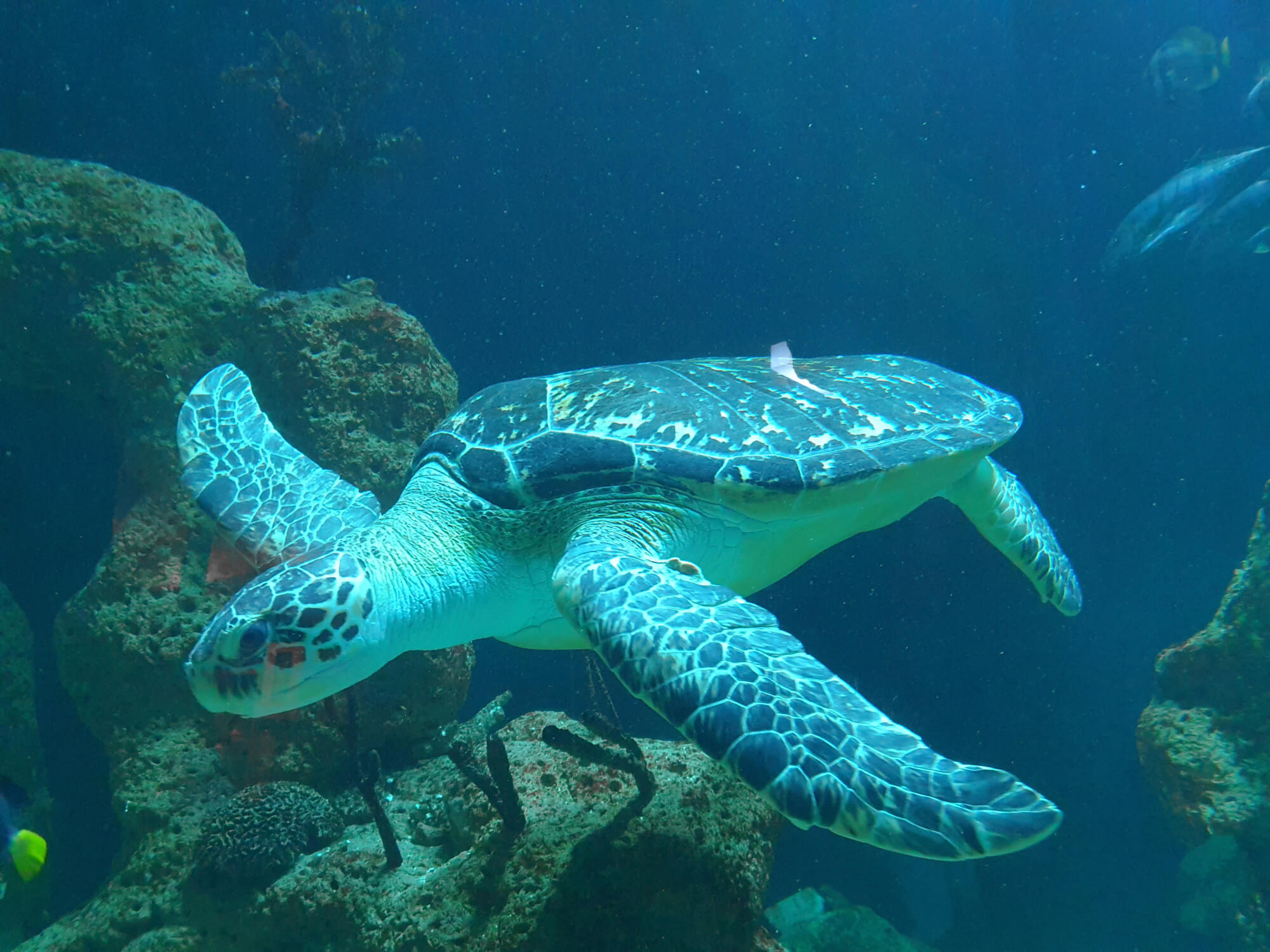 Haus des Meeres – Aqua Terra Zoo